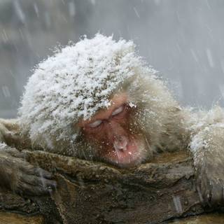 Snow Monkey wallpaper