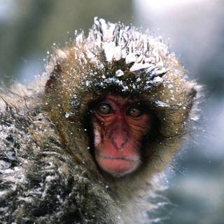 Snow Monkey wallpaper