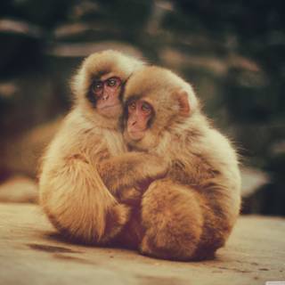 Snow Monkey wallpaper