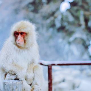 Snow Monkey wallpaper