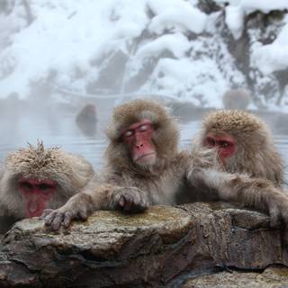 Snow Monkey wallpaper