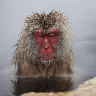 Snow Monkey wallpaper