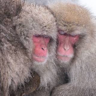 Snow Monkey wallpaper