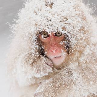 Snow Monkey wallpaper