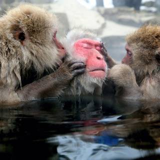 Snow Monkey wallpaper