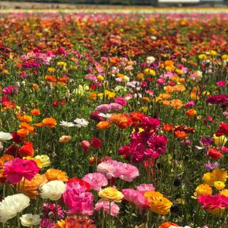 Aesthetic spring season iPad wallpaper