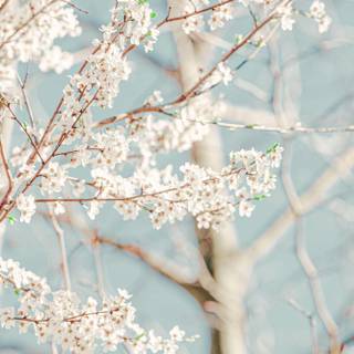 Aesthetic spring season iPad wallpaper