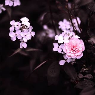 Aesthetic spring season iPad wallpaper