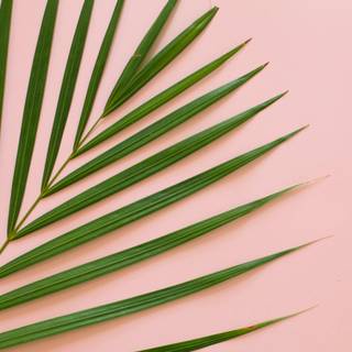 Pink summer aesthetic desktop wallpaper