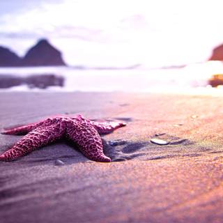 Pink summer aesthetic desktop wallpaper