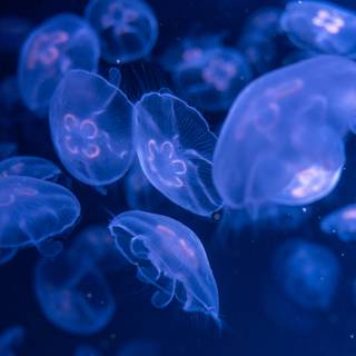 Blue jellyfish wallpaper