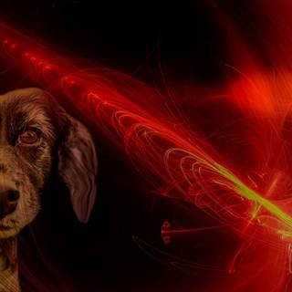 Fire dogs wallpaper