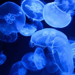 Blue jellyfish wallpaper