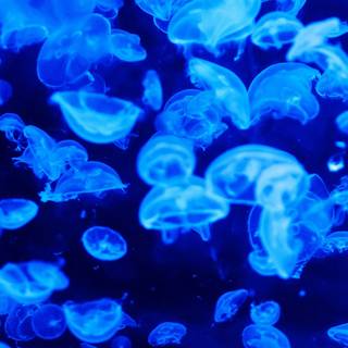 Blue jellyfish wallpaper