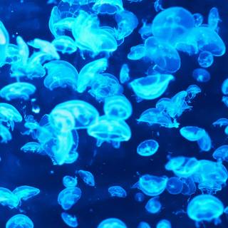 Blue jellyfish wallpaper