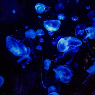 Blue jellyfish wallpaper