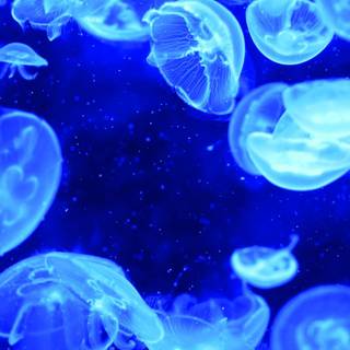 Blue jellyfish wallpaper