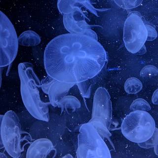 Blue jellyfish wallpaper