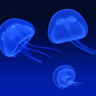 Blue jellyfish wallpaper