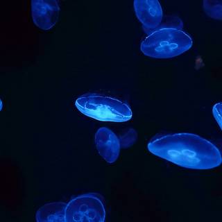 Blue jellyfish wallpaper