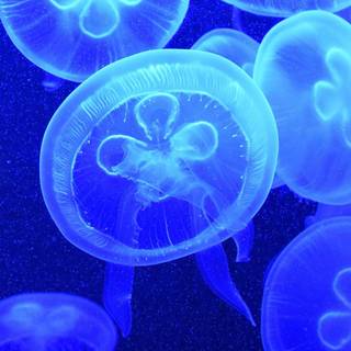 Blue jellyfish wallpaper