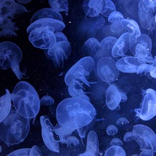 Blue jellyfish wallpaper