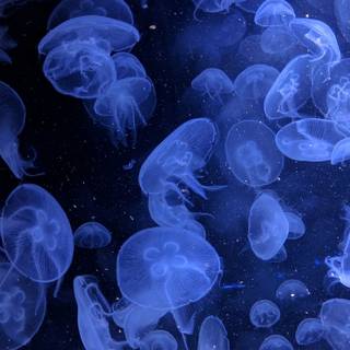 Blue jellyfish wallpaper