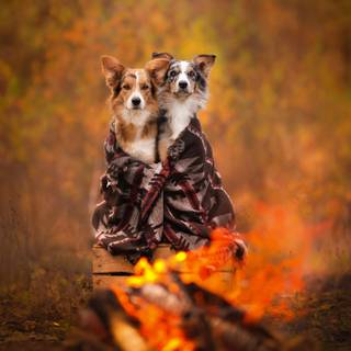 Fire dogs wallpaper