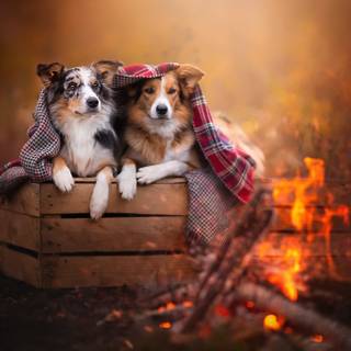 Fire dogs wallpaper