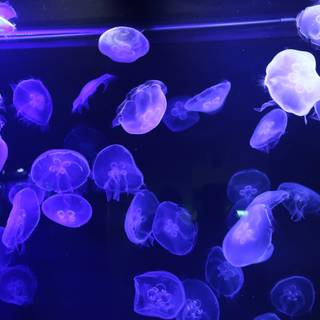 Blue jellyfish wallpaper
