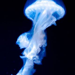 Blue jellyfish wallpaper
