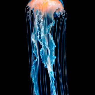 Blue jellyfish wallpaper