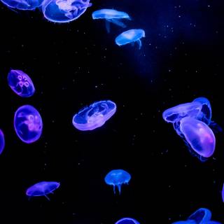 Blue jellyfish wallpaper