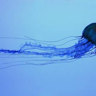 Blue jellyfish wallpaper
