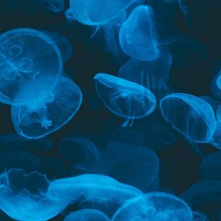 Blue jellyfish wallpaper
