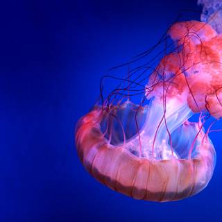 Blue jellyfish wallpaper