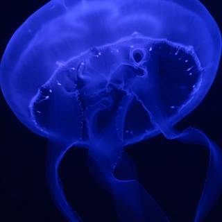 Blue jellyfish wallpaper