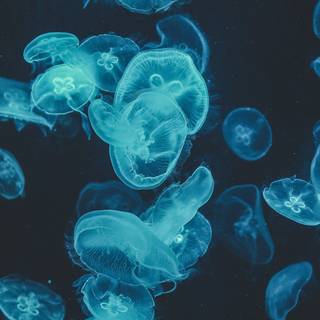 Blue jellyfish wallpaper