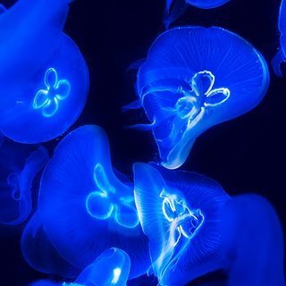 Blue jellyfish wallpaper