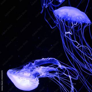 Blue jellyfish wallpaper