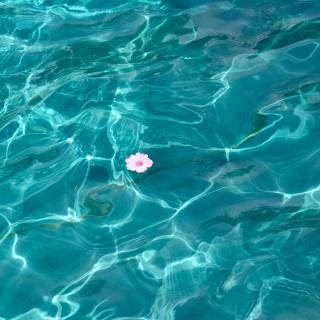 Flower in water wallpaper