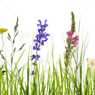 Wildflowers meadow wallpaper