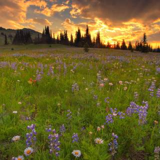 Wildflowers meadow wallpaper