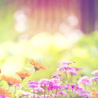 Colorful spring nature wallpaper