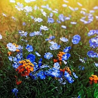 Wildflowers meadow wallpaper