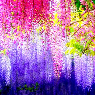 Colorful spring nature wallpaper