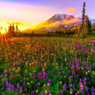 Colorful spring nature wallpaper