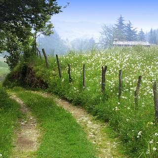 Wildflowers meadow wallpaper