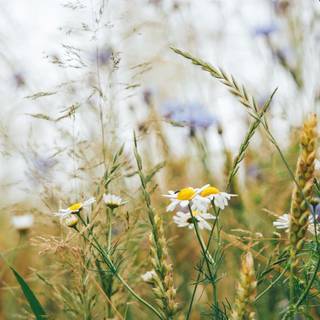 Wildflowers meadow wallpaper