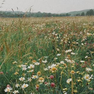 Wildflowers meadow wallpaper